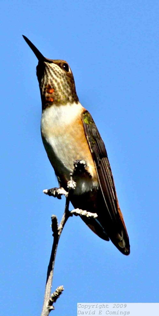 Rufous Hummingbird 7831