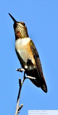 Rufous Hummingbird 7831