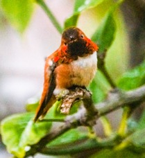 Rufous Hummingbird-16.jpg
