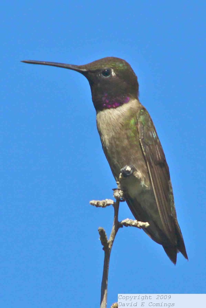 Black-chinned Hummingbird 7884