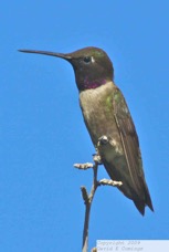 Black-chinned Hummingbird 7884