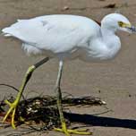 Snowy Egret 9193  152