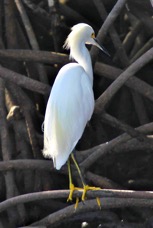 Snowy Egret 1100.jpg