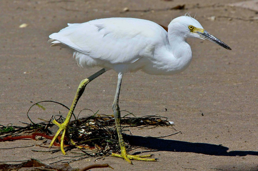 Snowy Egret 9193.jpg