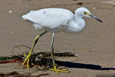 Snowy Egret 9193.jpg