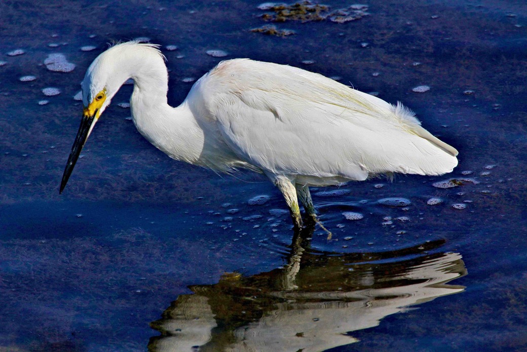 Snowy Egret 6515.jpg