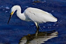 Snowy Egret 6515.jpg