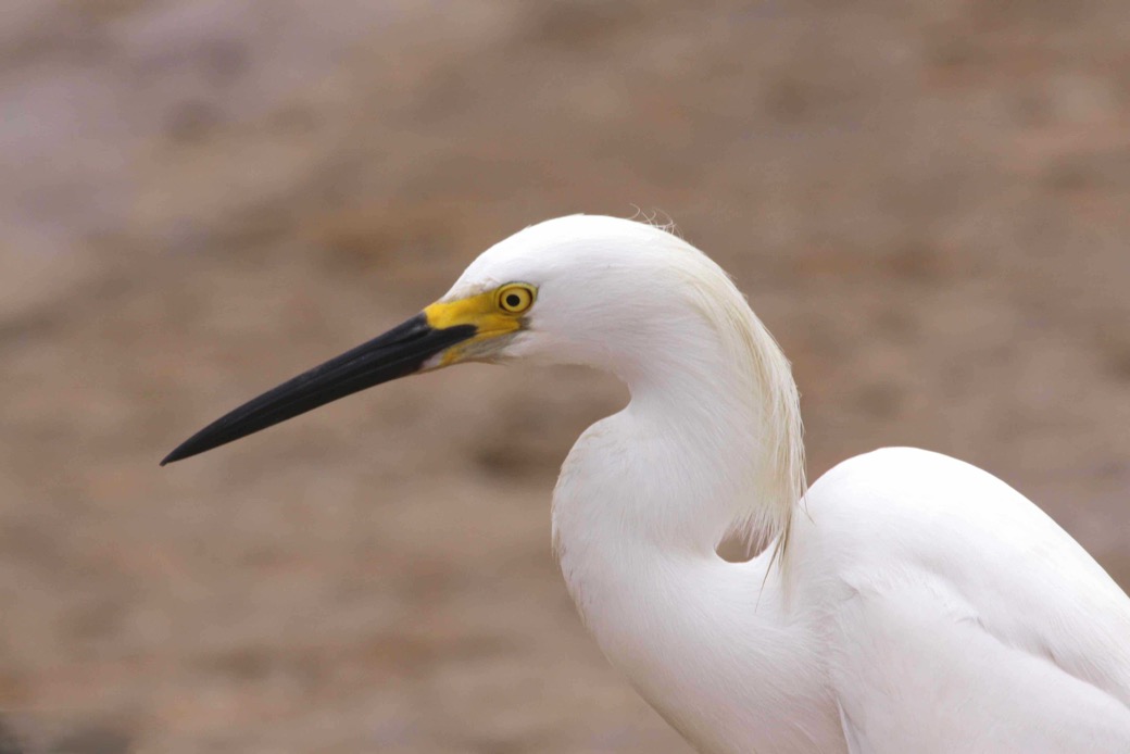 Snowy Egret 4149.jpg