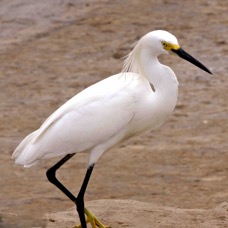 Snowy Egret 4152.jpg