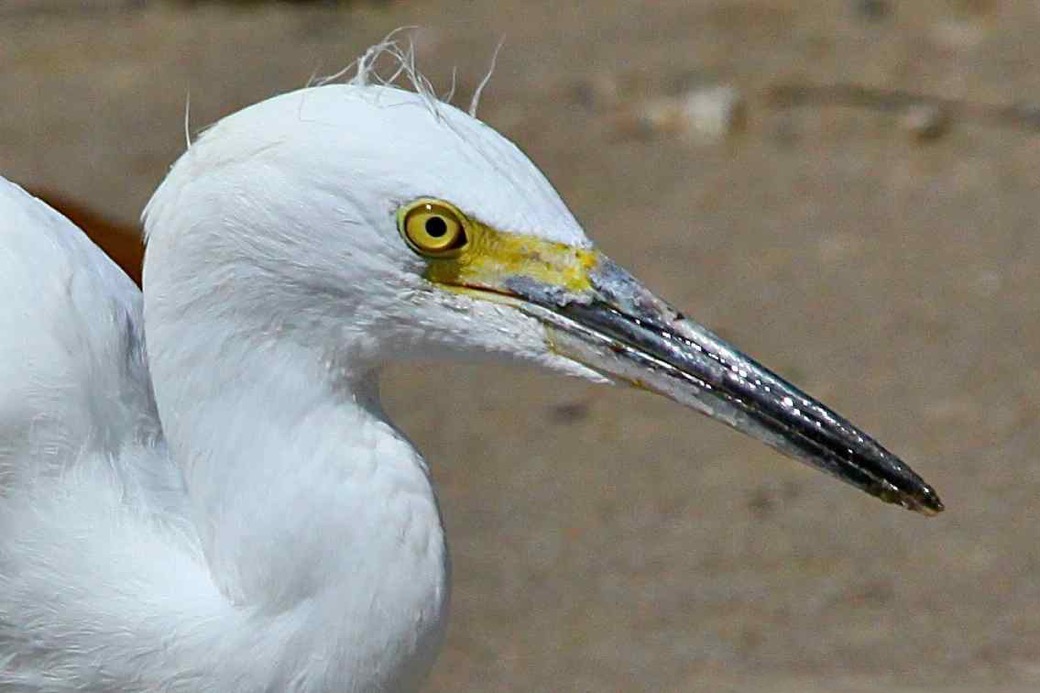 Snowy Egret 9194.jpg