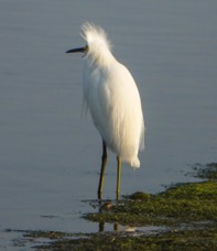 Snowy Egret-132.jpg