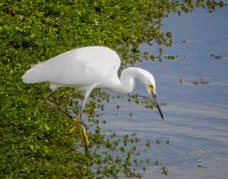 Snowy Egret-20.jpg