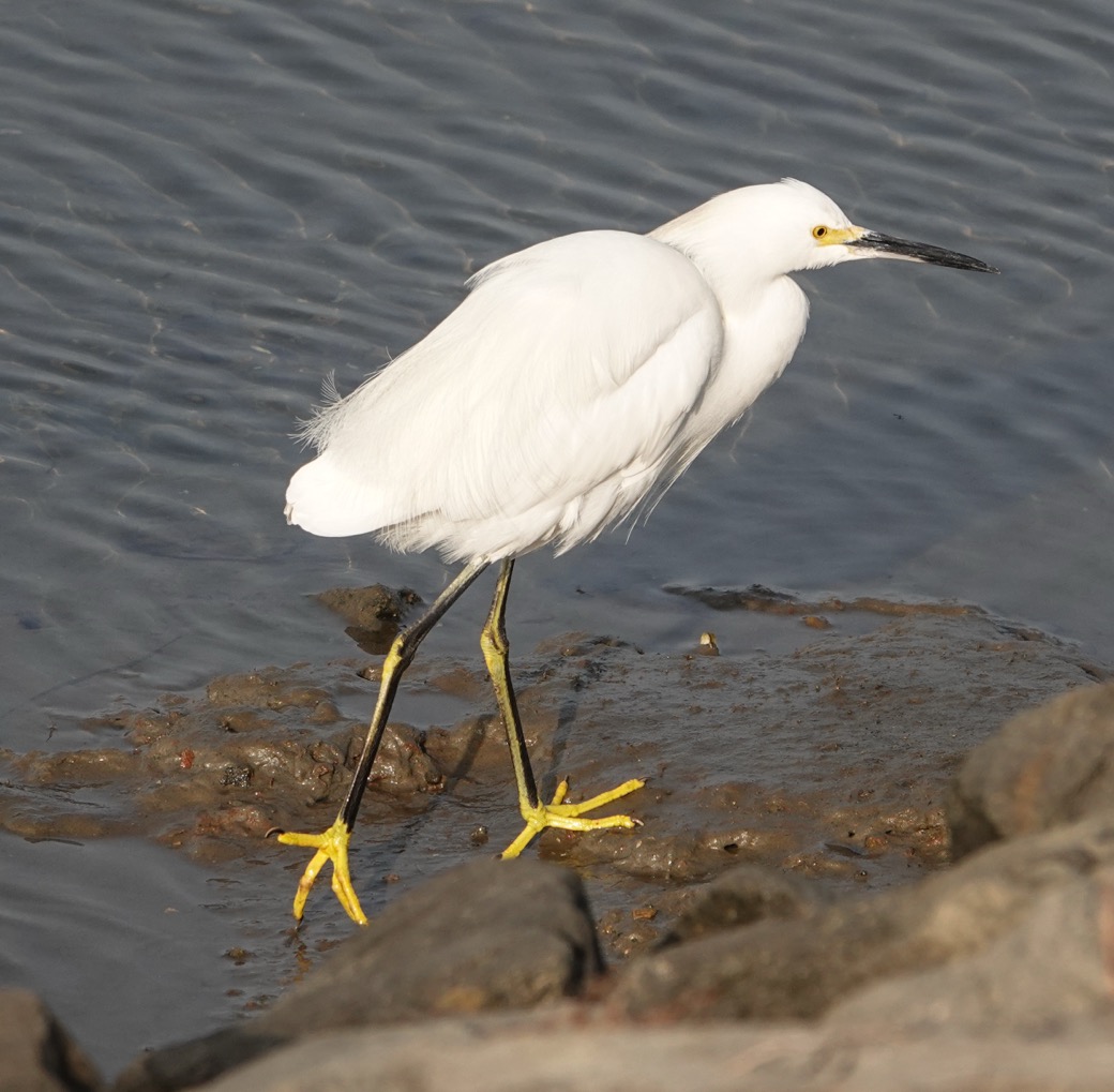 Snowy Egret-97.jpg