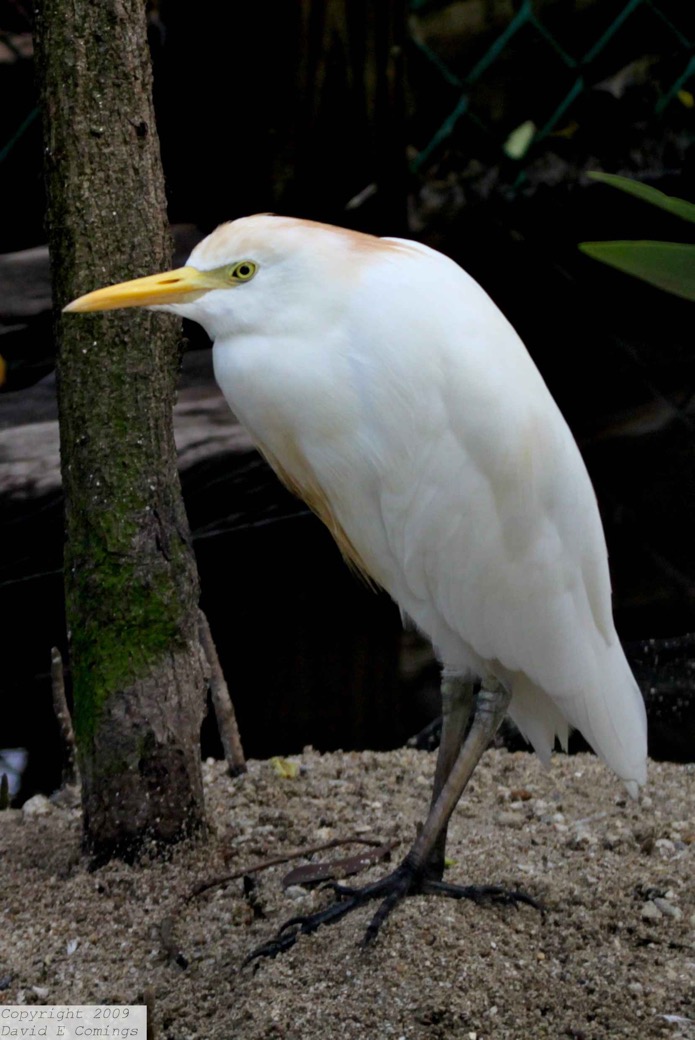 Cattle Egret 1379