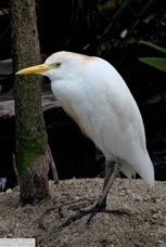 Cattle Egret 1379