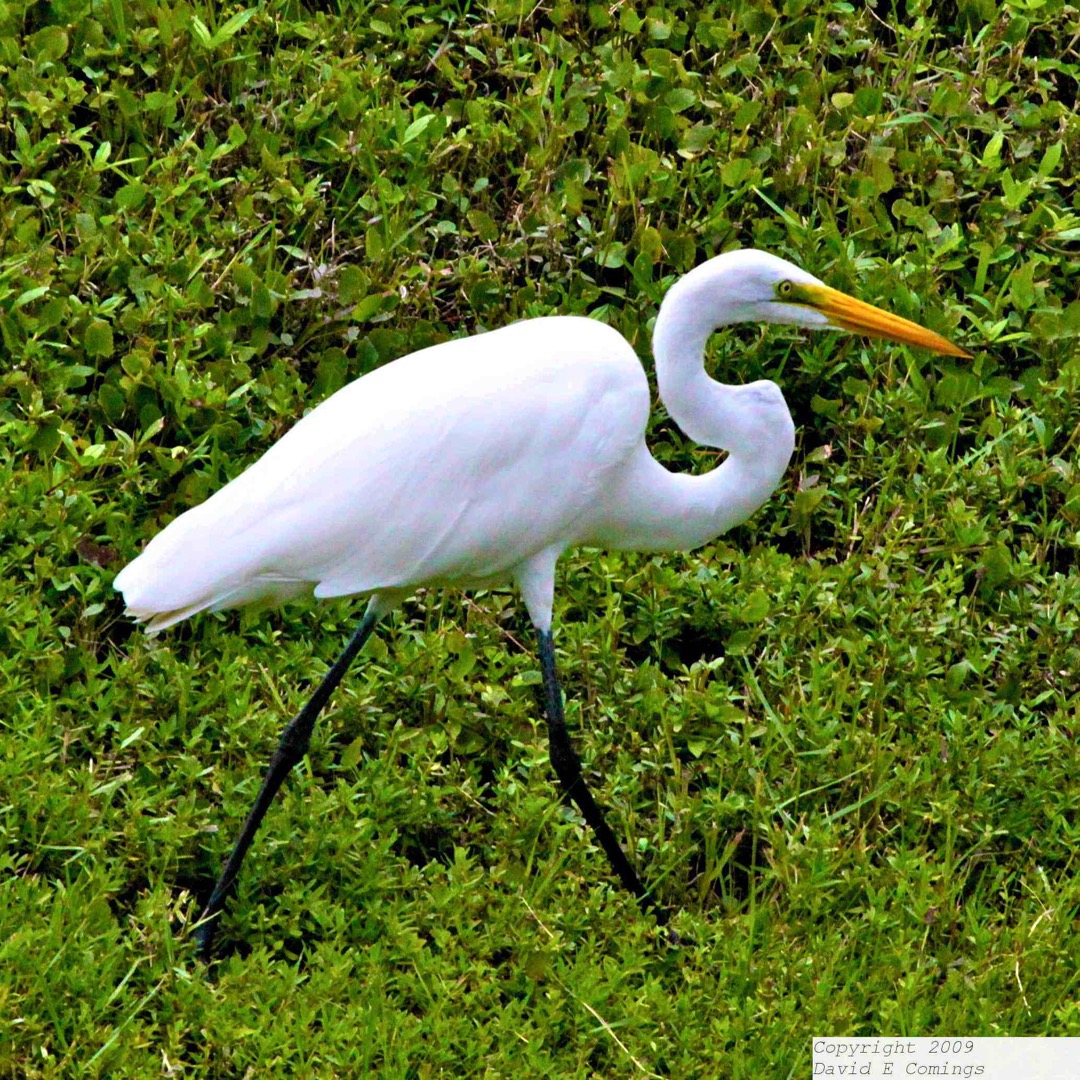 Great Egret 0807.jpg