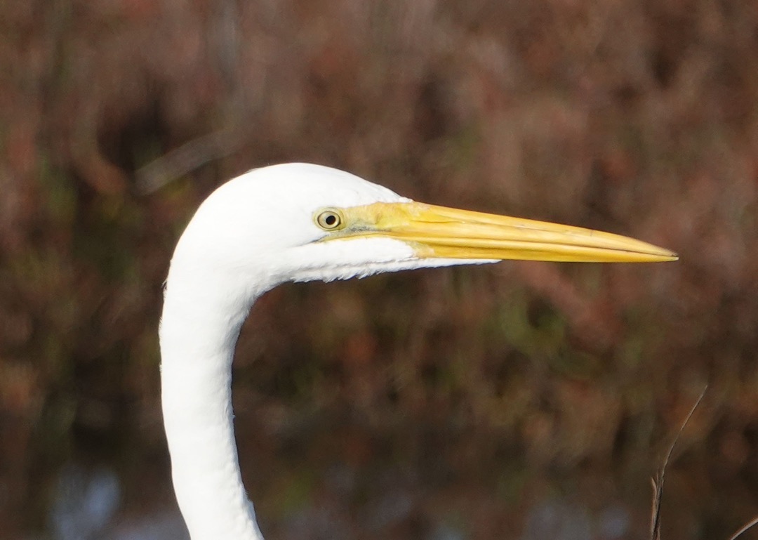 Great Egret-34.jpg