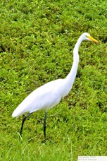 Great Egret 0813.jpg
