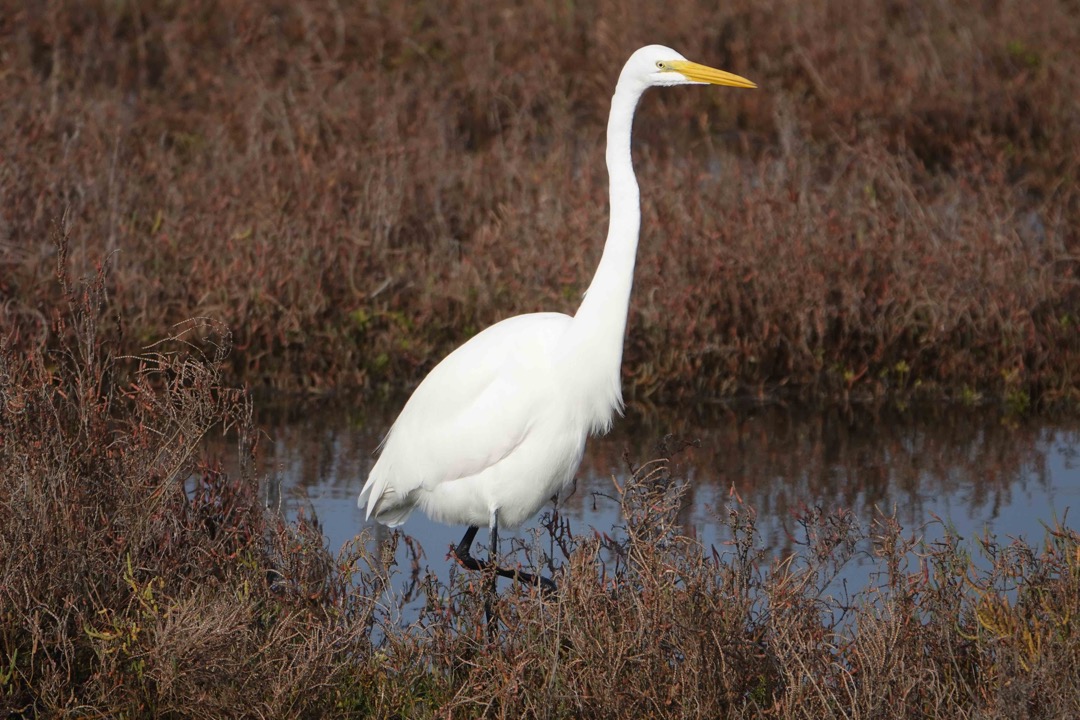 Great Egret-32.jpg