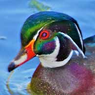Wood Duck 3875 194