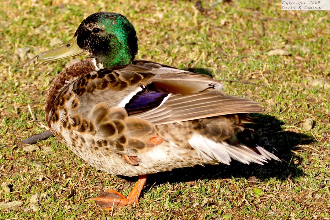 Mallard 3691