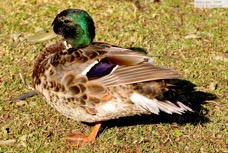 Mallard 3691