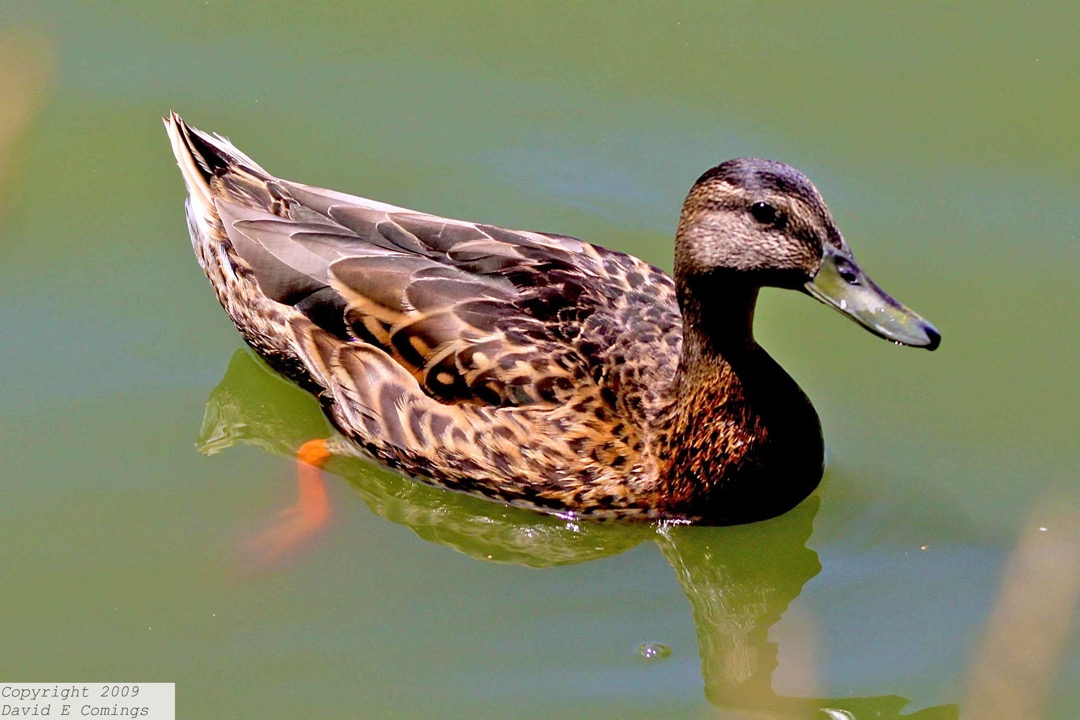 Mallard eclipse male 7279