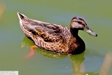 Mallard eclipse male 7279