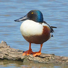 Northern Shoveler 0006.jpg