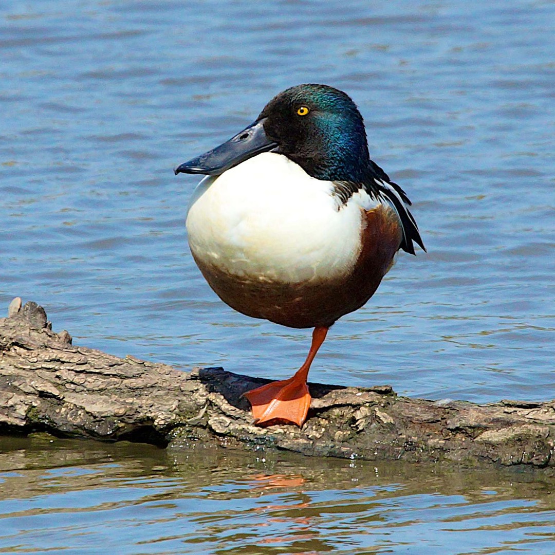 Northern Shoveler 9987.jpg