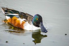 Northern Shoveler male-50.jpg