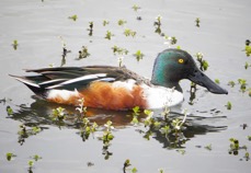 Northern Shoveler male-51.jpg
