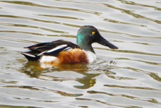 Northern Shoveler-22.jpg