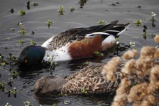Northern Shoveler male & female-32.jpg