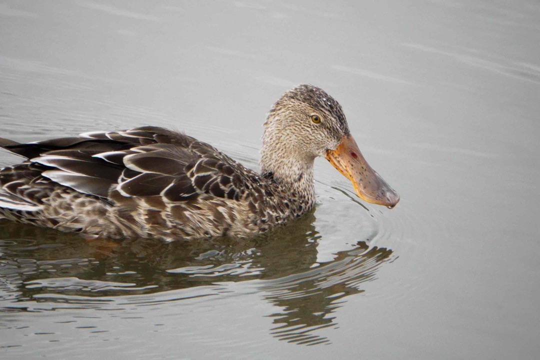 Northern Shoveler female-49.jpg
