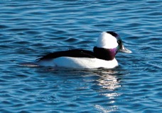 Buffelhead-47.jpg