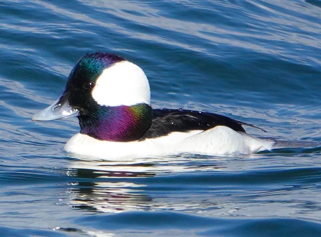 Bufflehead male-10.jpg