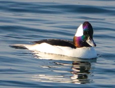 Bufflehead-136.jpg
