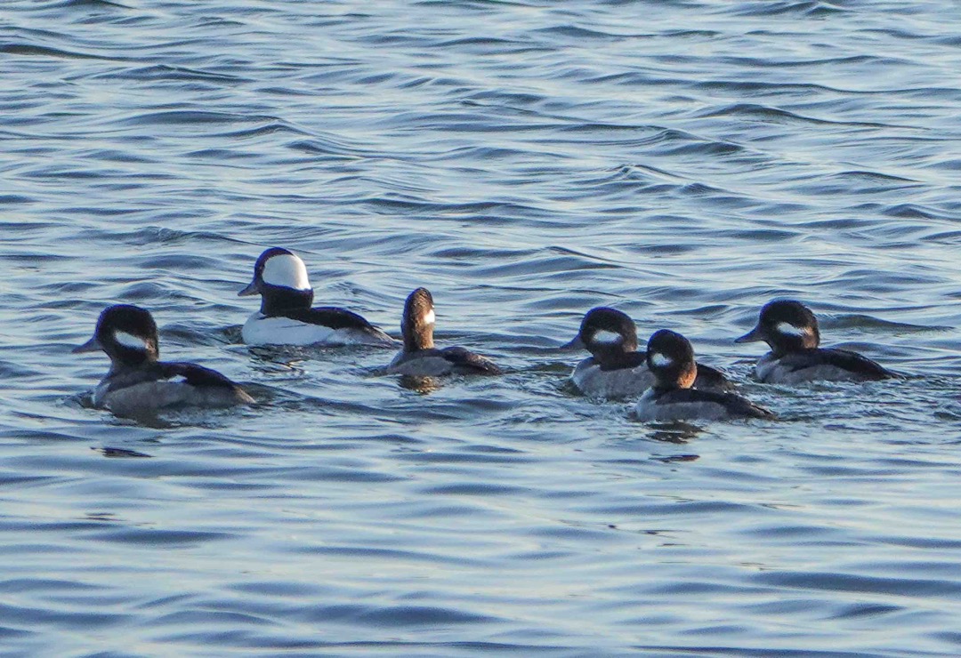 Bufflehead with chicks-27.jpg