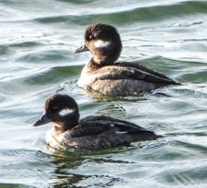 Bufflehead females-259.jpg