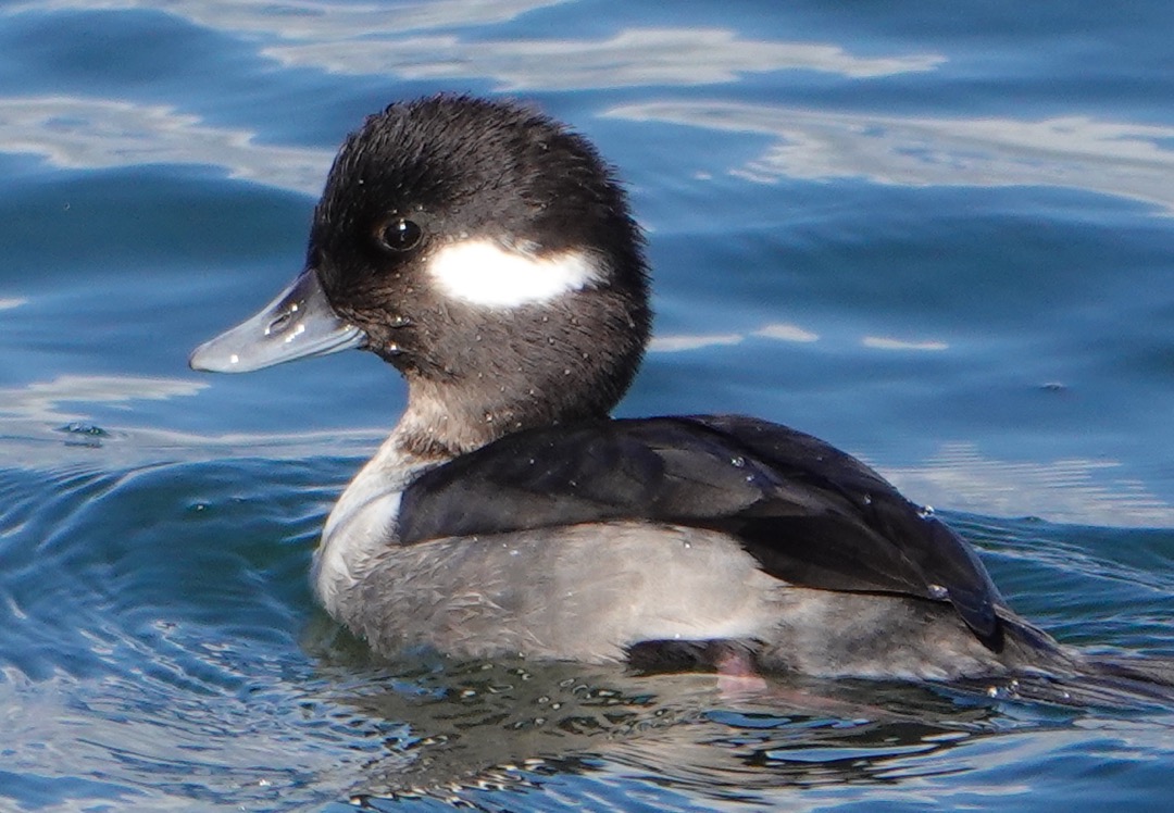Bufflehead female-11.jpg