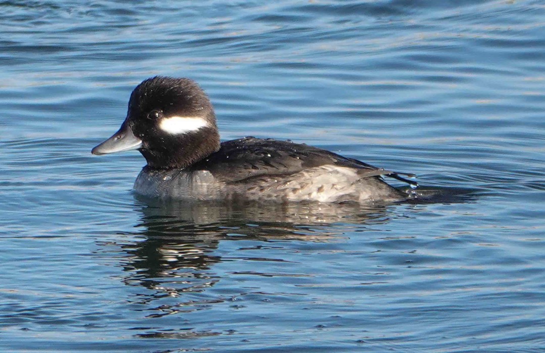 Buffelhead female -54.jpg