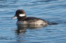 Buffelhead female -54.jpg