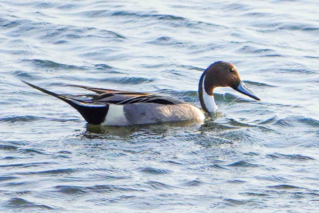 Northern Pintail-215.jpg