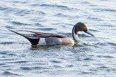 Northern Pintail-215.jpg