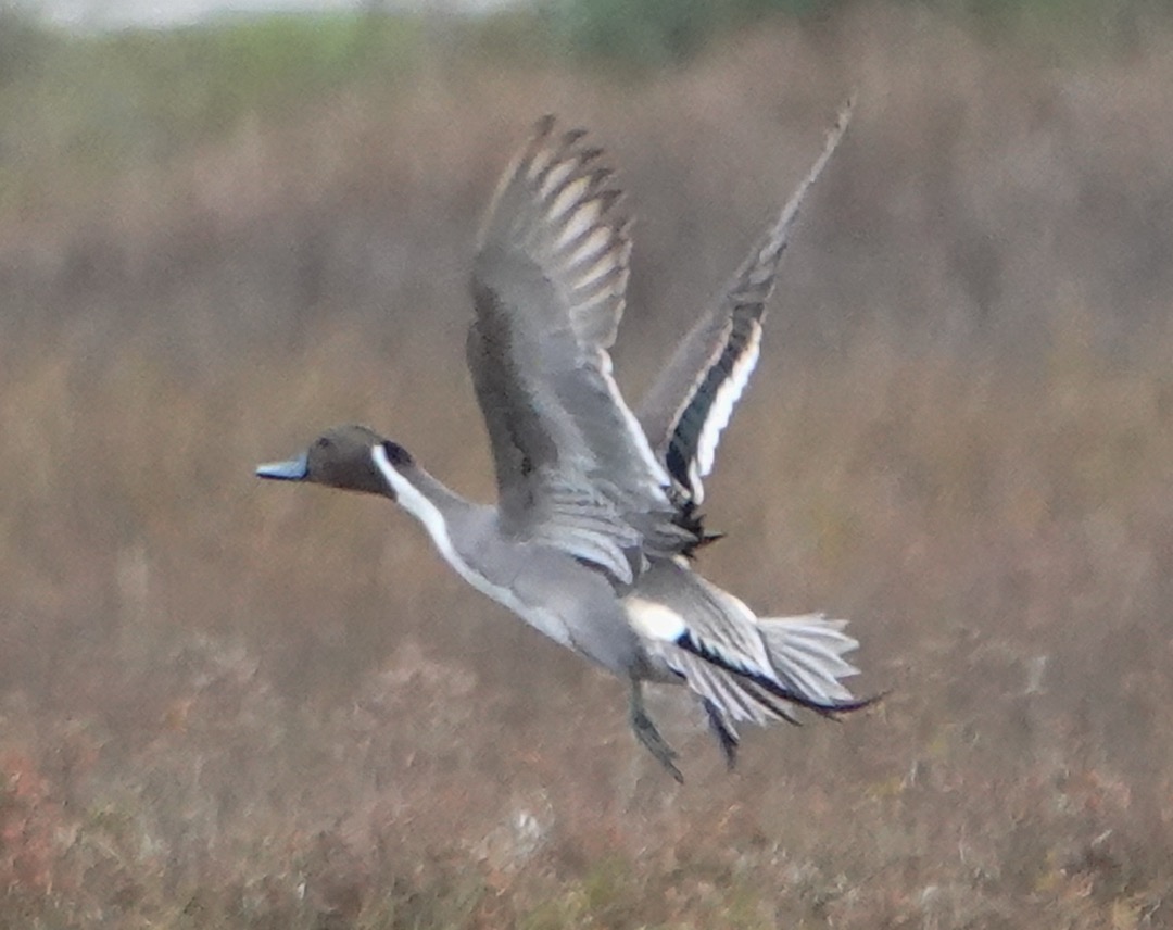 Norhern Pintail male-142.jpg
