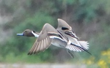 Norhern Pintail male-143.jpg