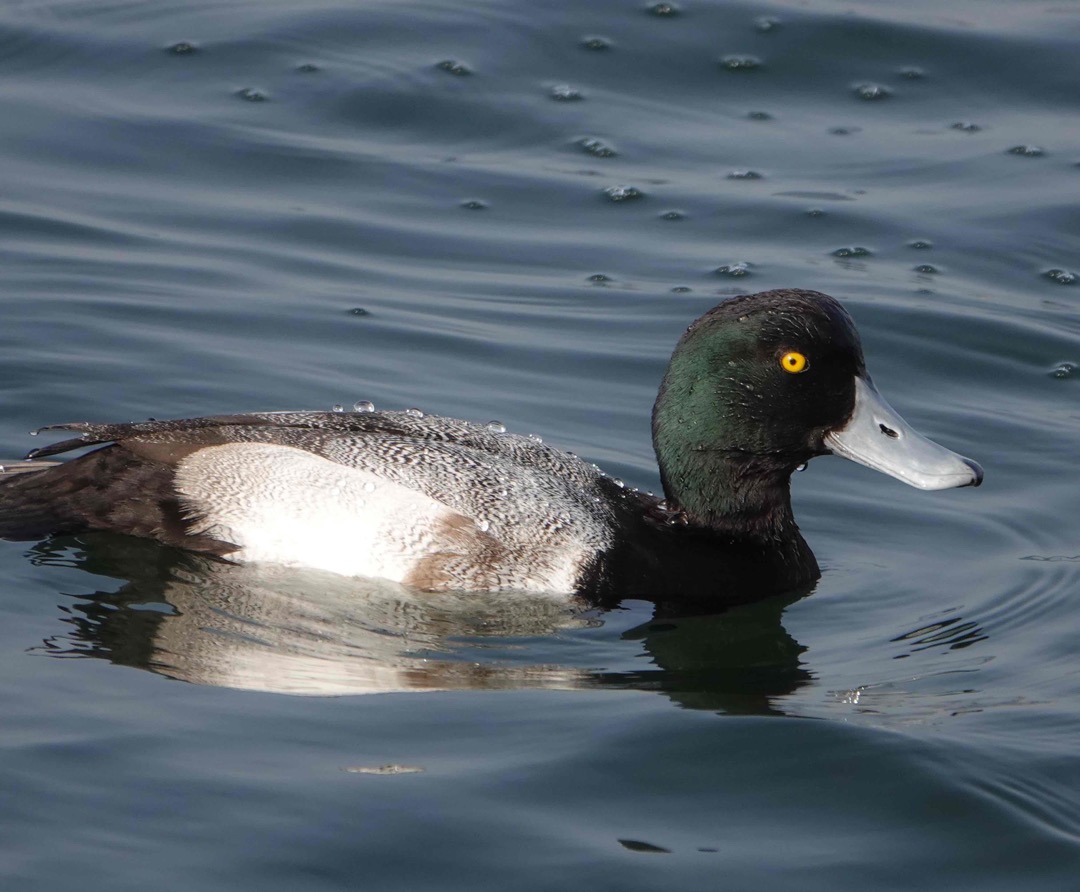 Greater Scaup-16.jpg