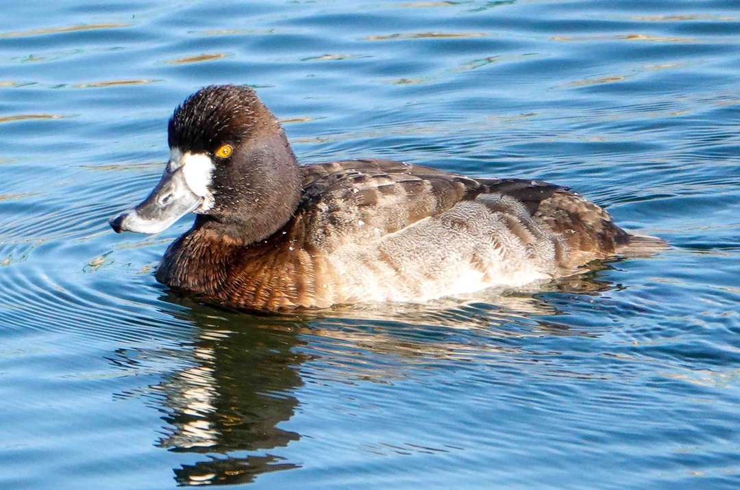 Greater Scaup female-64.jpg