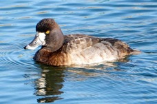 Greater Scaup female-64.jpg